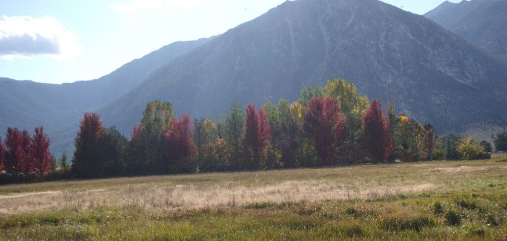 Gardnerville Fall Color